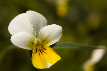 Yellow and white pansy flower close up