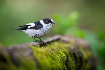 Collared Flycatcher
