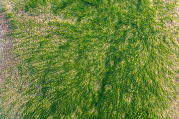 Fototapeta na wymiar bright green fresh short algae stick out of the light sand. natural surface texture