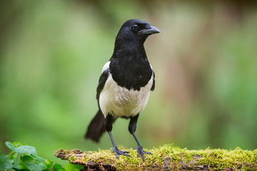 Magpie