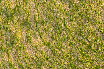 bright green short algae stick out of the light sand. natural surface texture