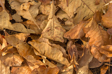 gray yellow broken dry autumn leaves on the grass. natural surface texture