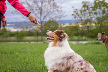 Woman and her dog doing animal obedience training. Cute Australian Shepherd