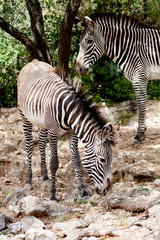 Fototapeta na wymiar zebras stand in the shadow of a tree