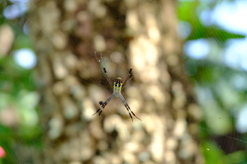 spider on a web