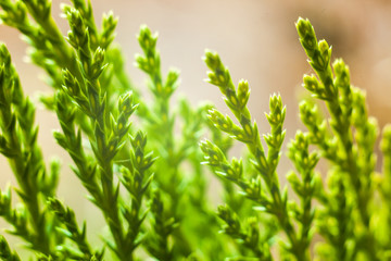 Green blades close up