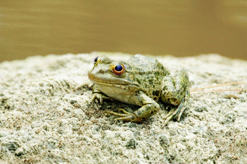 green water frog