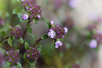 Flowers of the thyme Thymus longicaulis.