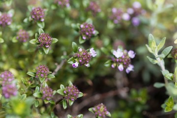 Flowers of the thyme Thymus longicaulis.