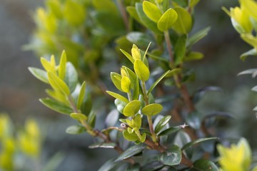 Leaves of a common myrtle, Myrtus communis