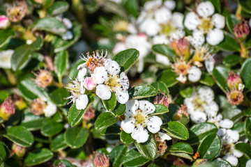 Bearberry cotoneaster (Cotoneaster dammeri) shrub, native to central and southern China, and naturalized in Europe