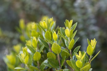 Leaves of a common myrtle, Myrtus communis
