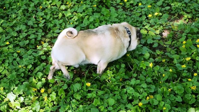 Funny dog pug pees in the grass then rows the ground in slow motion