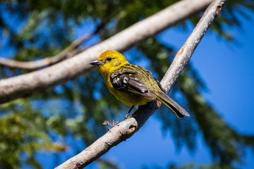 Flame-colored Tanager, Panama