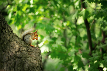 Squirrel on a tree summer in park