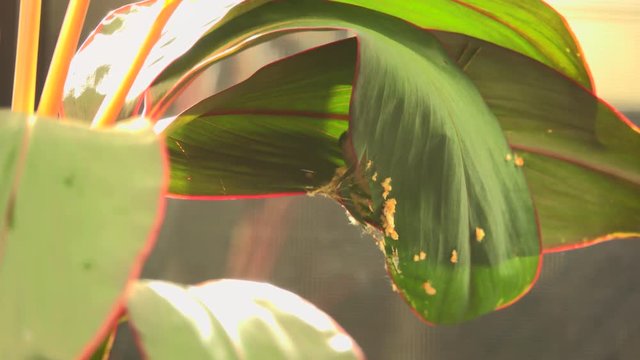 Bird building their nest in breeding period. Common tailorbird preparing a nest  by stitching two leafs of ti plant together with natural white fiber  .