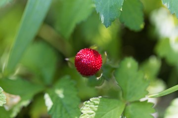 Mock strawberry, Duchesnea indica.