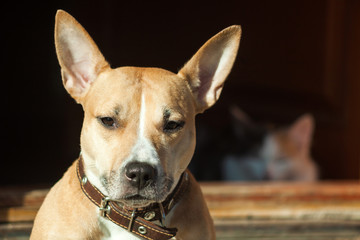 The dog sits on the steps of near cat