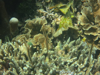 Arrecife de coral