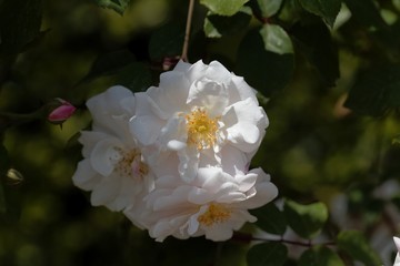 Flower of a silver moon rose