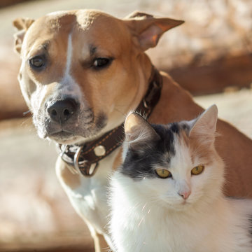 Dog And Cat Playing Together