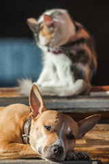 The dog lies on the steps of near cat