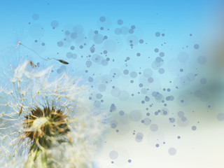 dandelions on blue background 