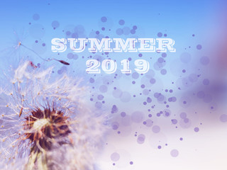 dandelions on blue background summer 2019