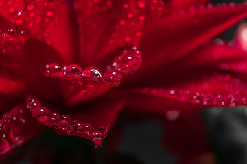 Water drops on flowers close up. Macro photo