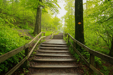 Obraz premium Wooden staircase in a walking/hiking trail in a misty pine forest with a lush green trees in Swiss Alps, taken on a morning by hikers. National park trail in country side in Europe, America.