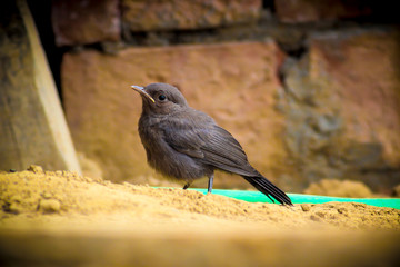 bird on fence