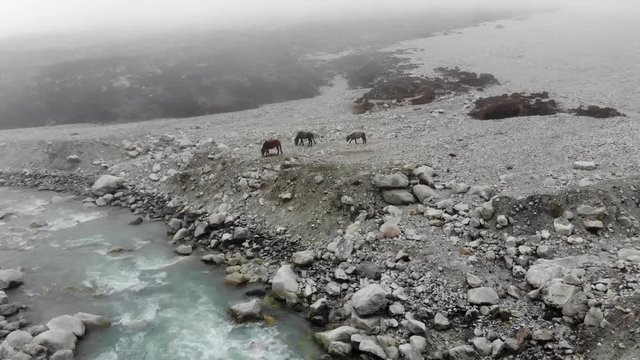 4k aerial fly over wild horses near river in Langtang Valley in Nepal