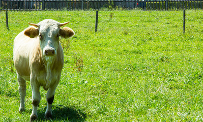 braune Kuh frontal auf grüner Wiese