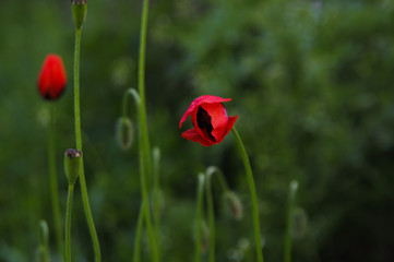 red poppies on a background of green grass