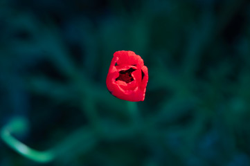  lovely single red poppy top view on green grass background