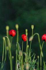 red poppies on a background of green grass