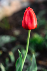 Young red tulip flower growing in spring garden. 