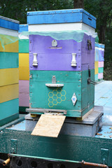 Bee Hive weight monitoring. Beehive Scale, Beehive Scale Suppliers. Colorful Beehive on the scale