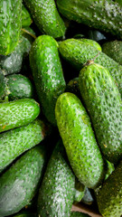 Vertical macro image of lots of organic cucumbers without toxins or GMO on conuter at grocery store. Closeup texture or pattern of fresh ripe vegetables