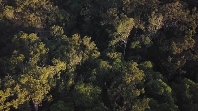 Australian equatorial forest shot from a drone