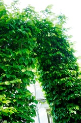 Hecke,Bogen,green, plant, nature, leaf, leaves, texture, tree, ivy, garden, wall, foliage, fresh, parsley, natural, bush, spring, hedge, herb