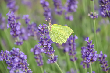 Blooming purple lavender flowers and green grass in the meadows or fields. Yellow butterfly in summertime. Evening