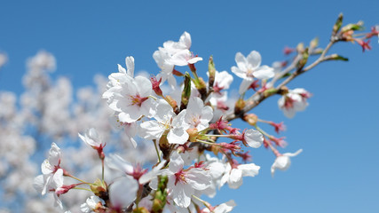 桜