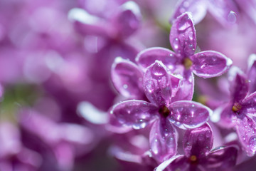 Blooming purple lilac flowers background