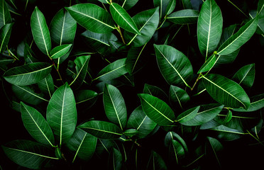 Naklejka na ściany i meble Tropical fresh green leaves textured background for natural greenery and the environmental wallpaper or backdrop