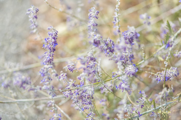 Lavender. Blooming purple lavender flowers and yellow grass in the meadows or fields. Art photography.