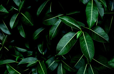 Tropical fresh green leaves textured background for natural greenery and the environmental wallpaper or backdrop