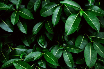 Tropical fresh green leaves textured background for natural greenery and the environmental wallpaper or backdrop