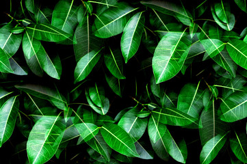 Fototapeta premium Tropical fresh green leaves textured background for natural greenery and the environmental wallpaper or backdrop