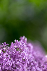 Obraz premium Blooming purple lilac flowers background